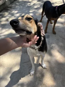 Adopt Ntanis