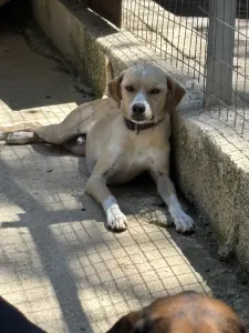 Adopt Takis