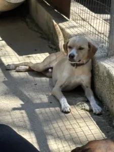 Adopt Takis
