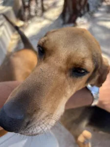 Adoptionsprofil für Lacky