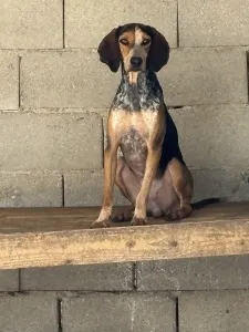 Hund Clara adoptieren