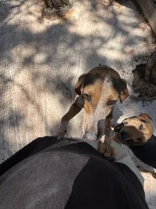Hund Clara adoptieren