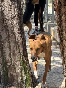 Adoptie hond Tara