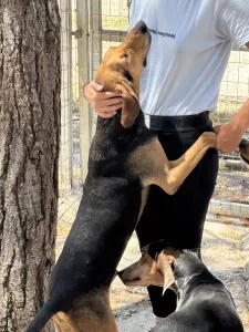 Adopt Pix
