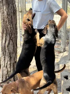 Adopt Pix