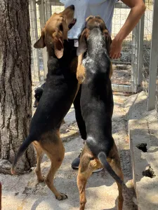 Adopt Pix
