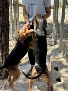 Adoptie hond Tara