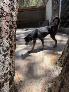 Hund Klov adoptieren