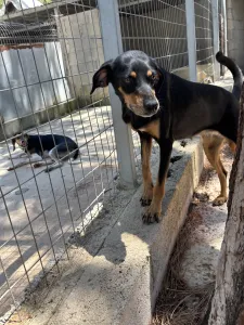 Hund Klov adoptieren