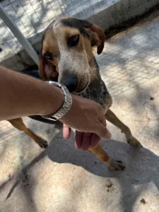 Hund Clara adoptieren