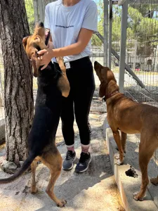 Adopt Pix