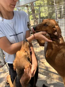 Adoptie hond Tara