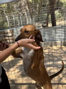 Adoptie hond Tara