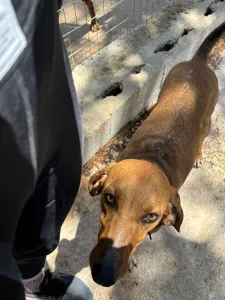 Adoptie hond Tara