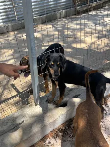 Hund Klov adoptieren