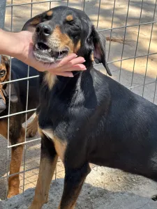 Adoptionsprofil für Klov