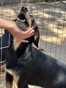 Hund Klov adoptieren
