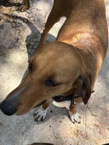 Adoptie hond Tara