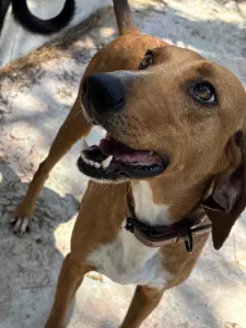 Adoptie hond Tara