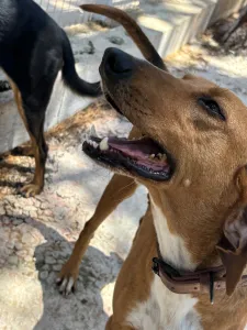 Adoptie hond Tara