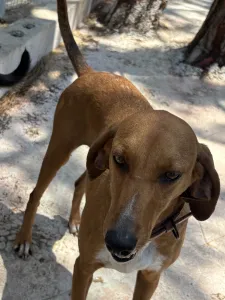 Adoptie hond Tara
