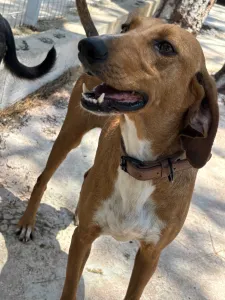 Adoptie hond Tara