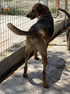Adoptionsprofil für Iraklis