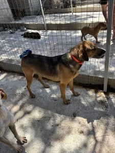 Hund Iraklis adoptieren