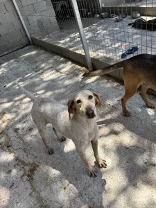 Adoptionsprofil für Ira