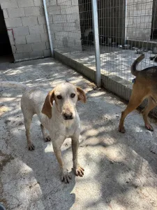 Adopt Ira