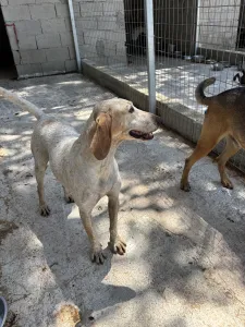 Adopt Ira
