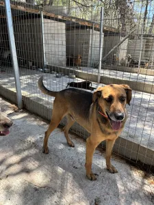 Hund Iraklis adoptieren
