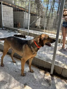 Hund Iraklis adoptieren