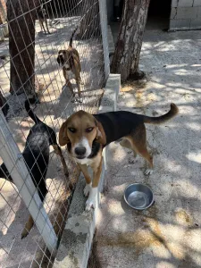 Adopt Roby