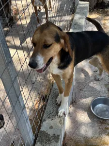 Adopt Roby