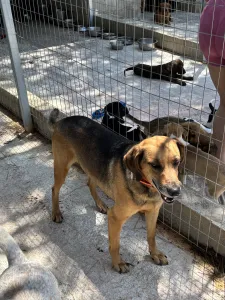 Hund Iraklis adoptieren