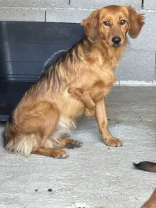 Adopt Cookies