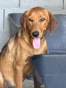 Adopt Cookies