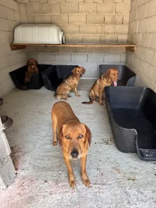 Adopt Cookies