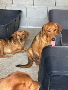 Adopt Cookies