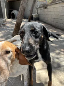 Adoptionsprofil für Jey
