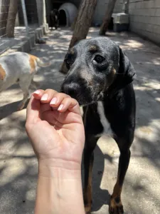 Adopt Jey