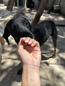 Adopt Jey