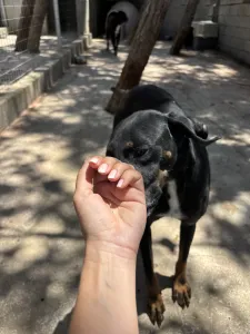 Adopt Jey