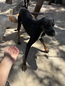 Adopt Zip