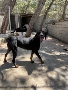 Adopt Zip