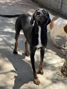 Adopt Zip