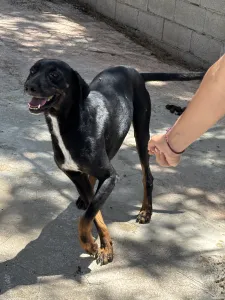 Adopt Zip