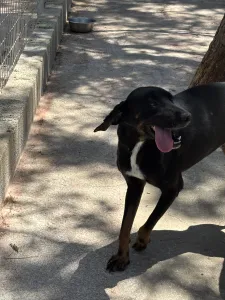 Adopt Zip