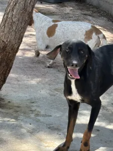 Adopt Zip
